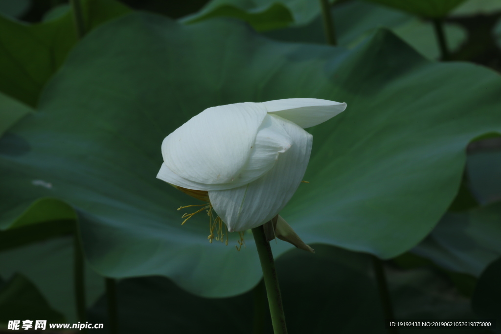 荷叶荷花