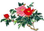 国花 牡丹