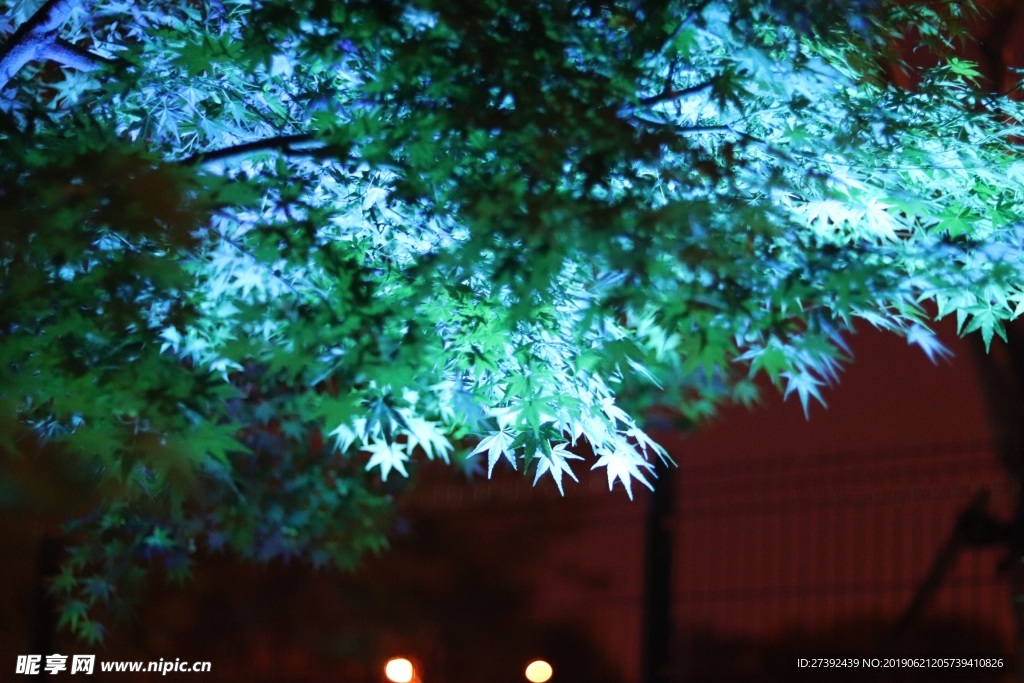 灯光照射下的枫树