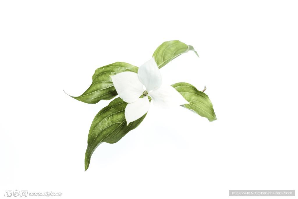百花