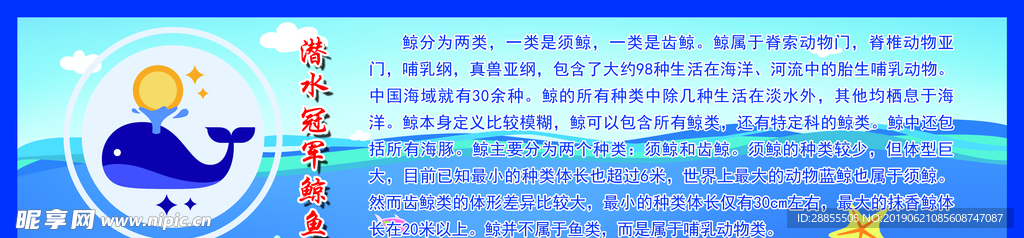 鲸鱼