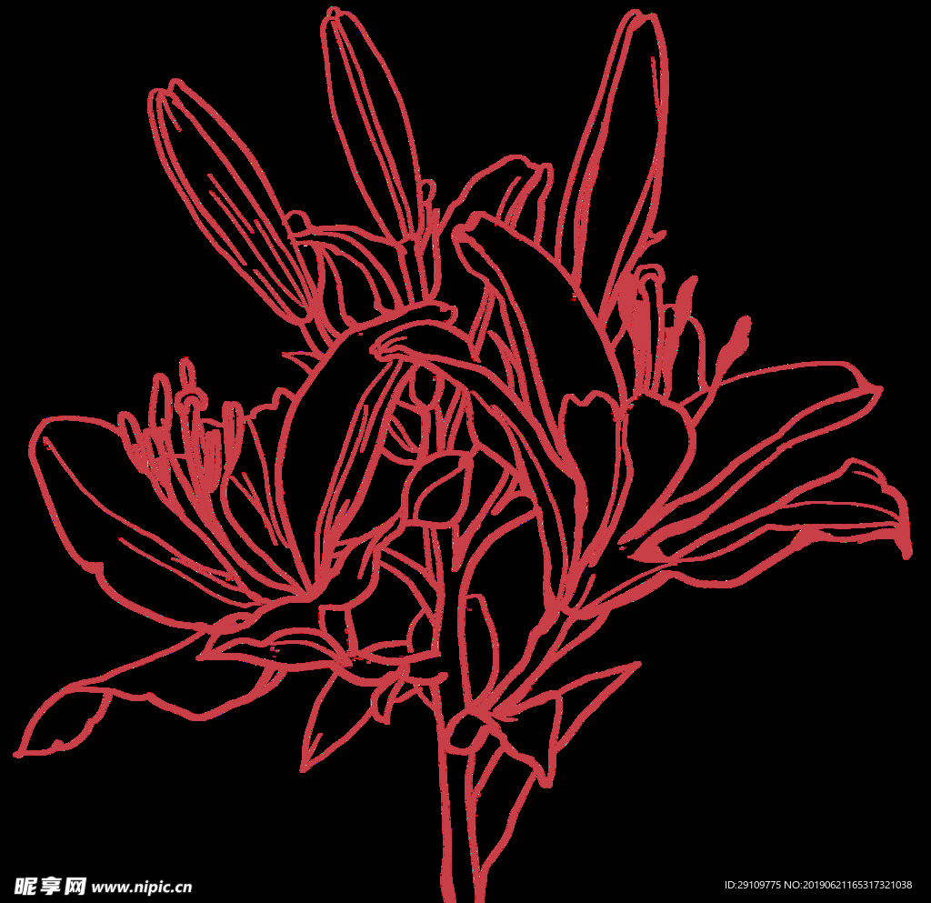 百合花