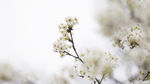 雪中梨花