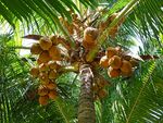 椰子 椰棕 棕树 棕榈 环保棕