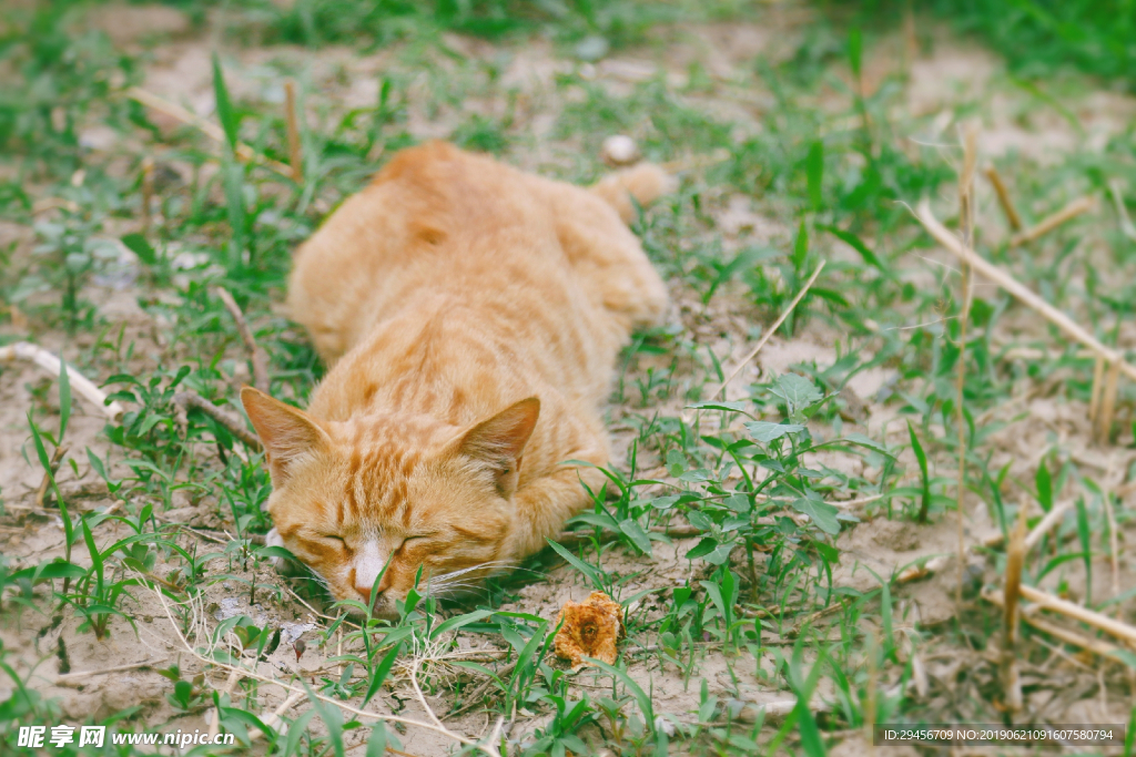 睡着的橘猫