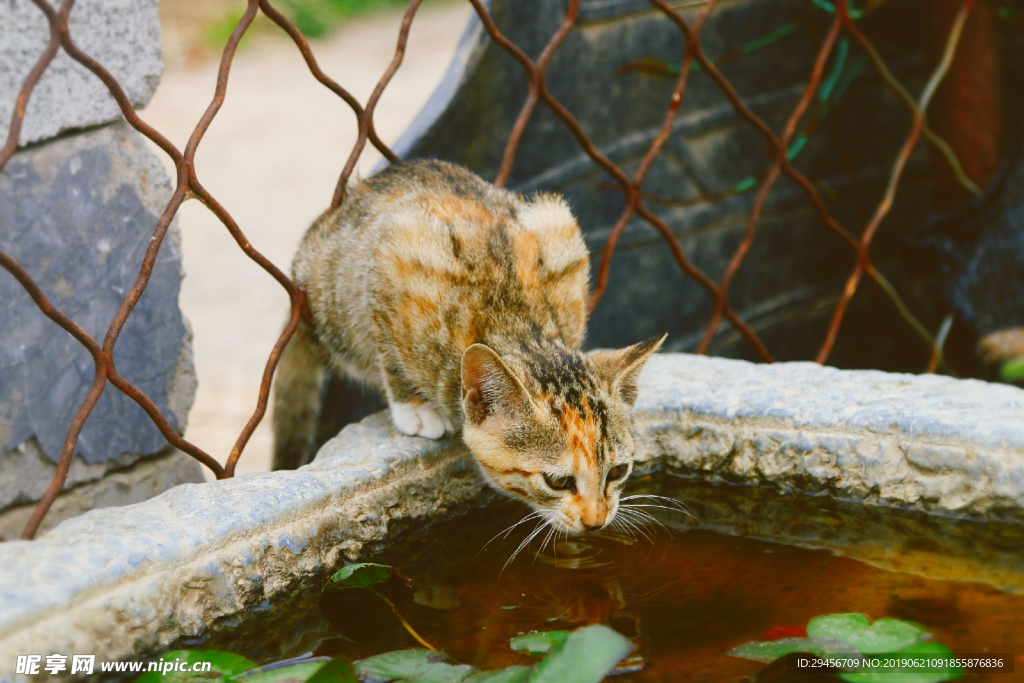 猫饮水