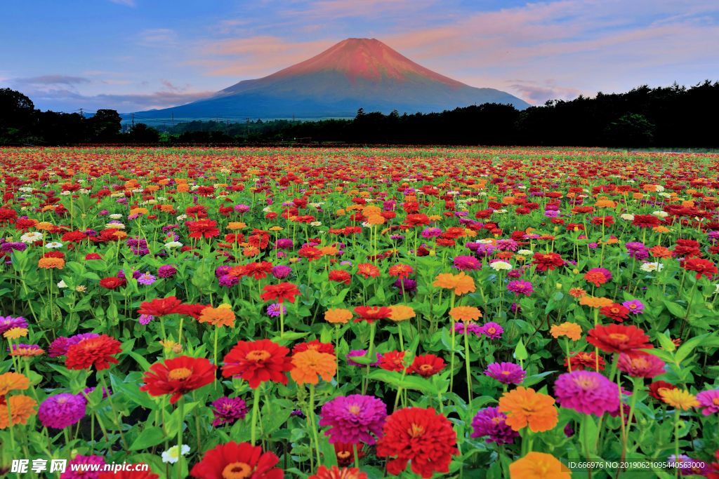 富士山花开