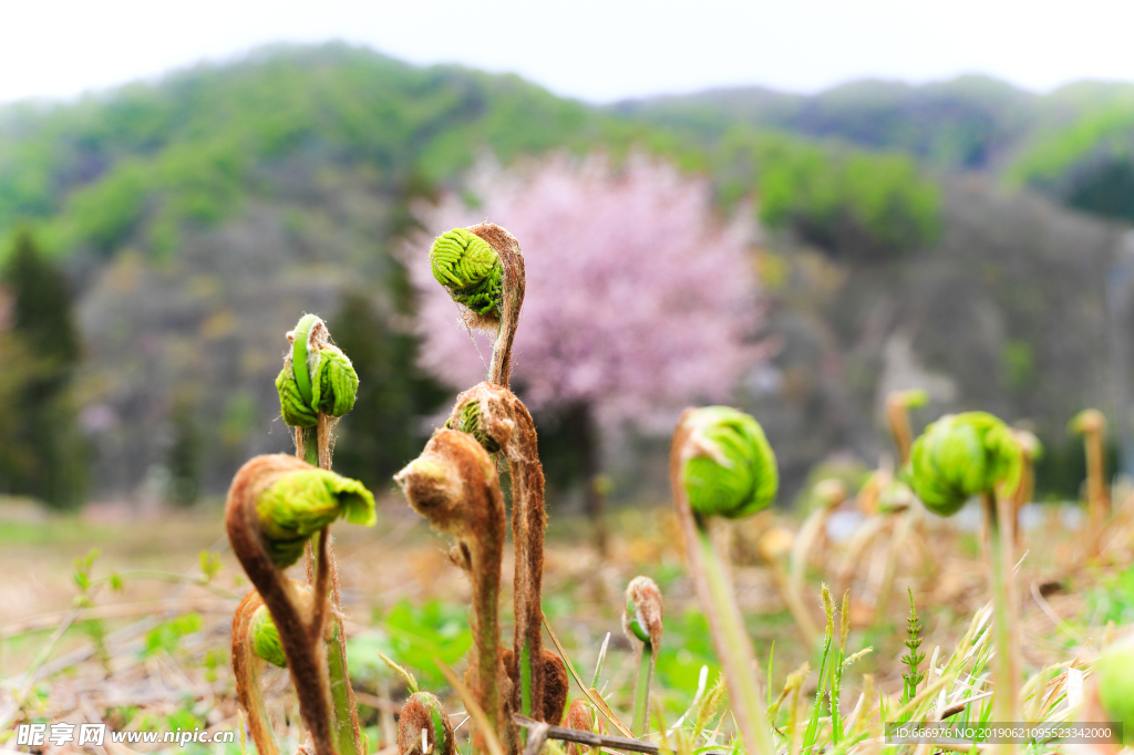 萌芽