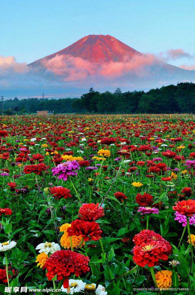 富士山花开