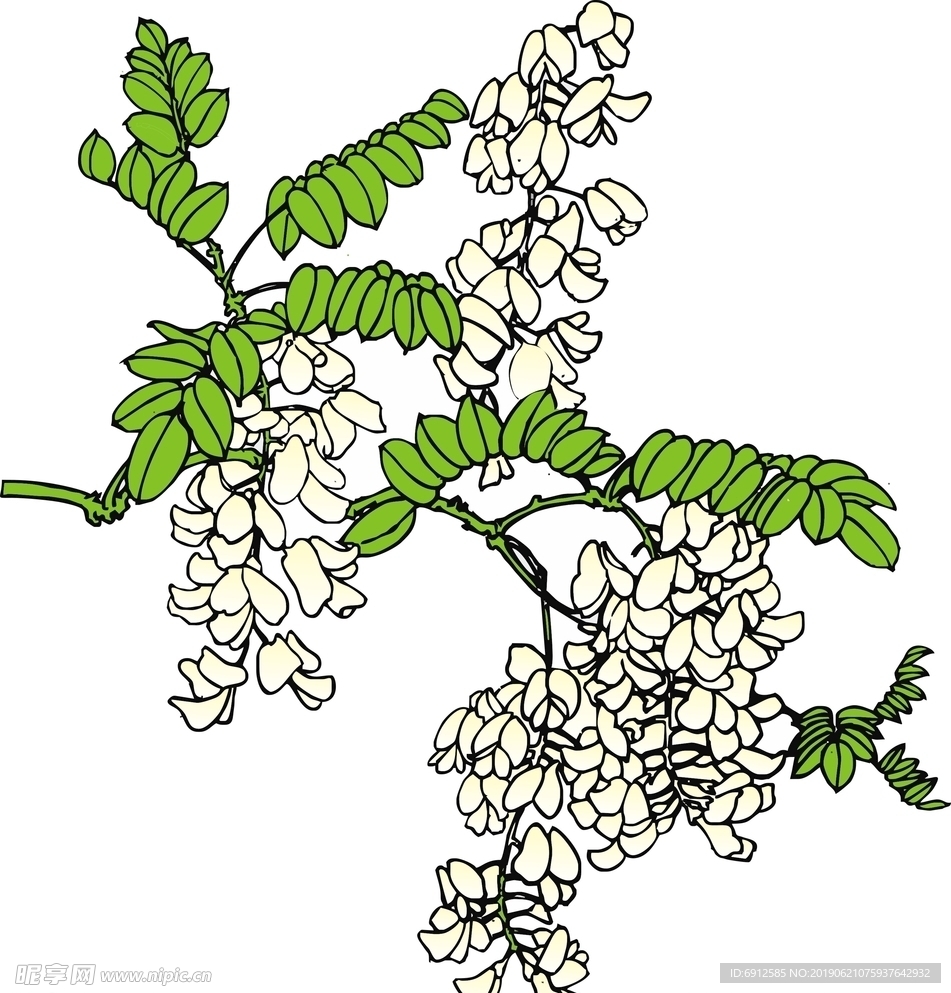槐花