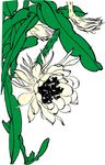 昙花