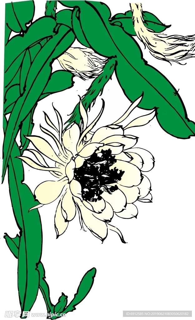 昙花