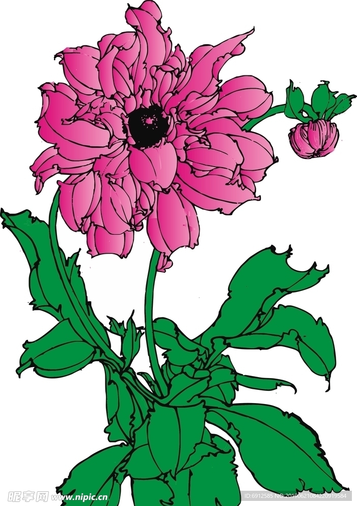 大丽花