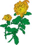 菊花