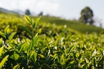 茶与茶生活