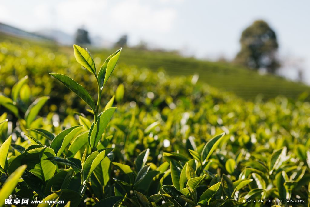 茶与茶生活