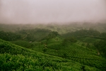 茶园茶山