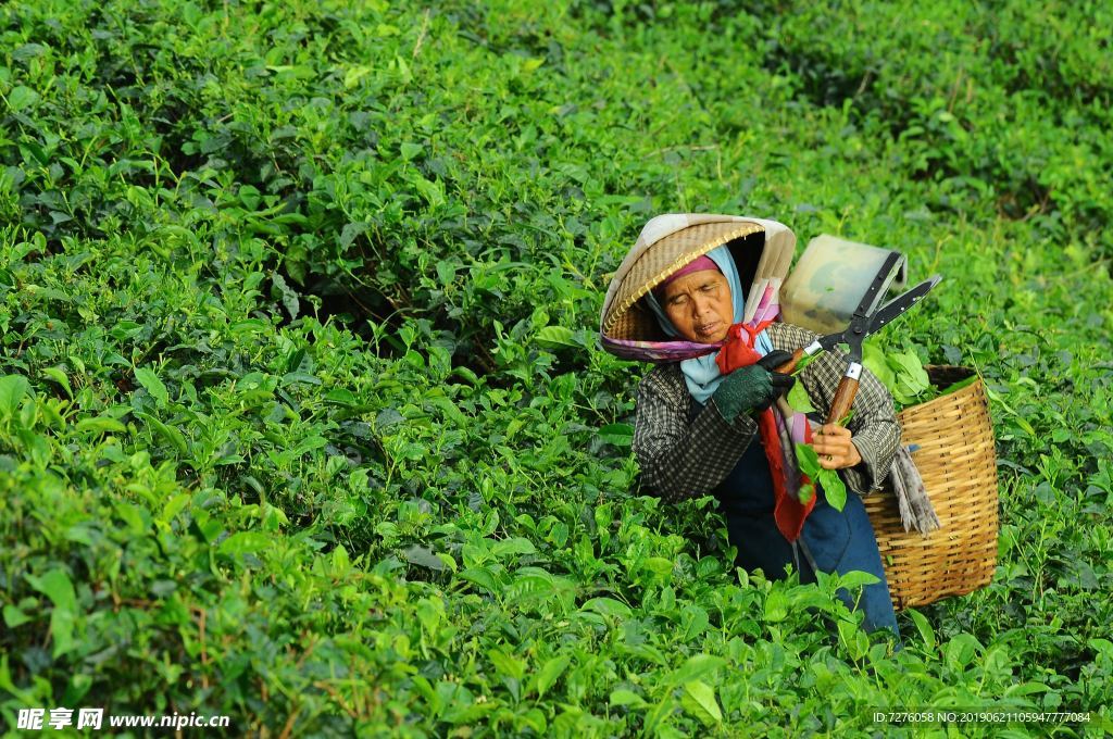 茶园茶山