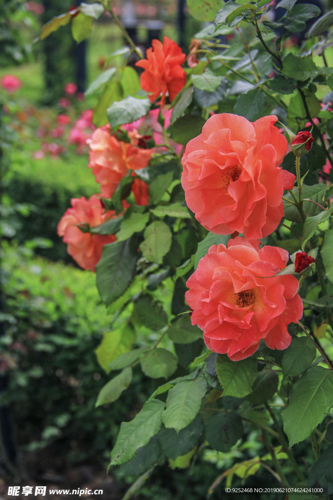 玫瑰花