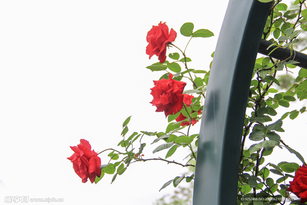 玫瑰花园