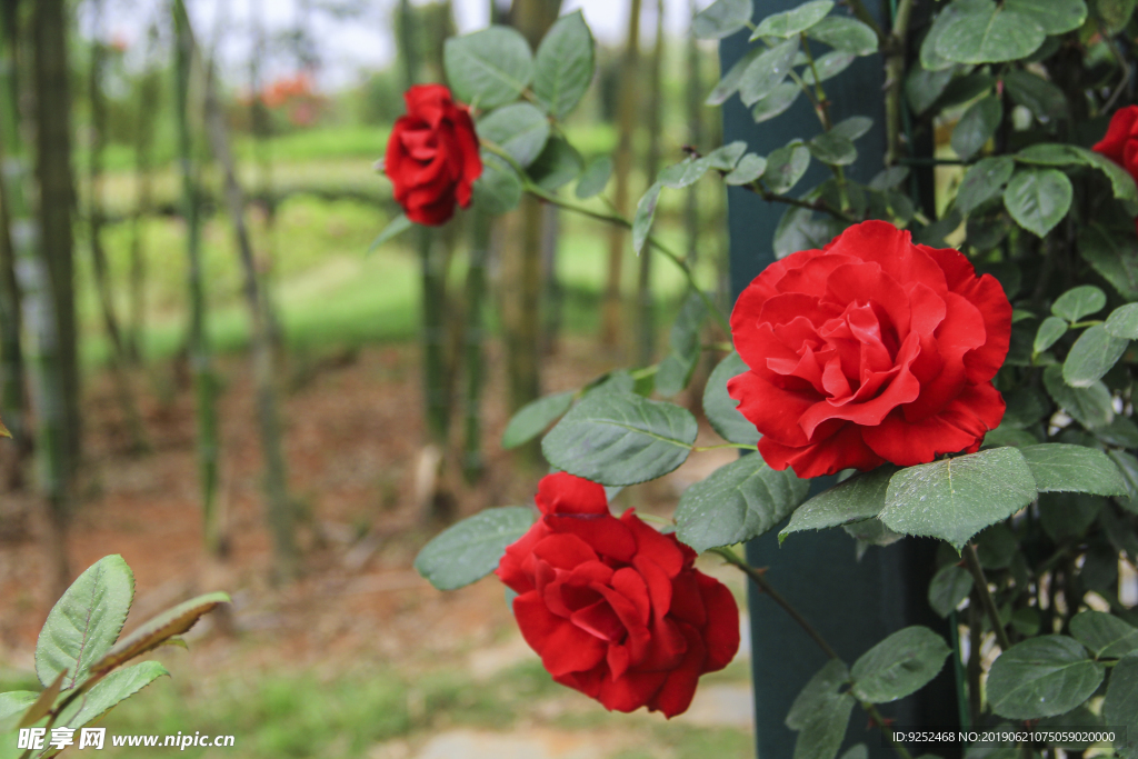 玫瑰花