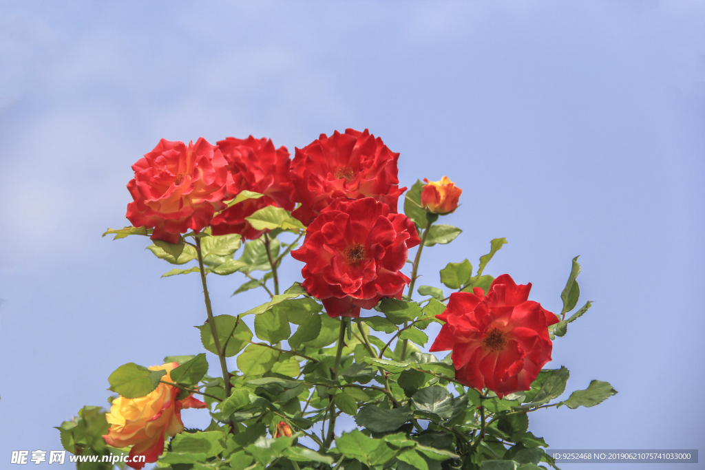 红玫瑰花