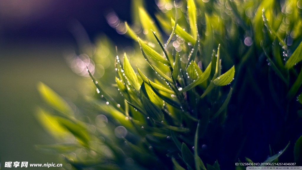 绿色植物树叶