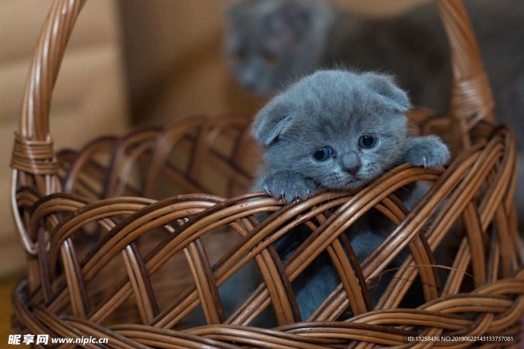 灰色小猫