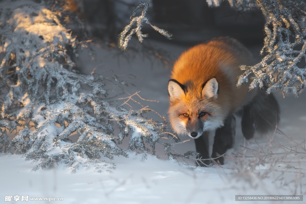 森林雪地狐狸