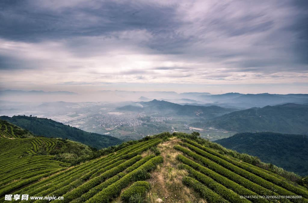 长龙茶山