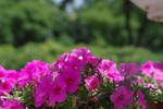 牵牛花