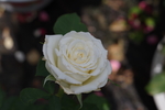 玫瑰花