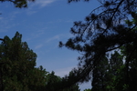 松树