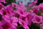 牵牛花