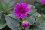大丽花