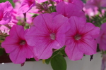 牵牛花