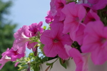 牵牛花