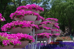 牵牛花
