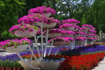牵牛花