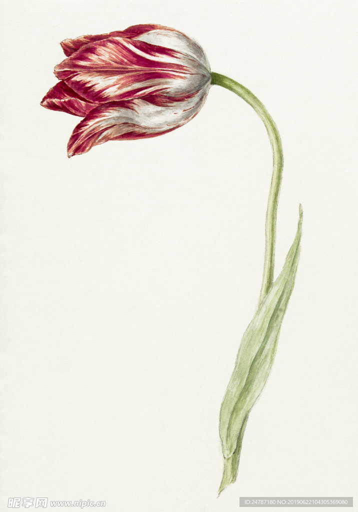 花朵素描