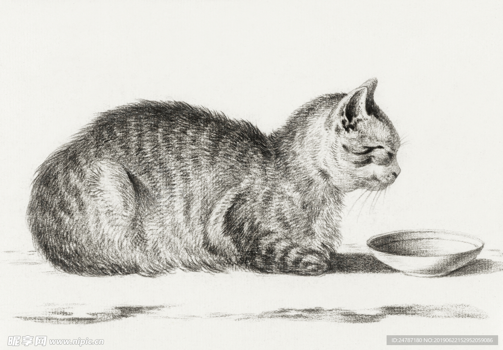 猫素描
