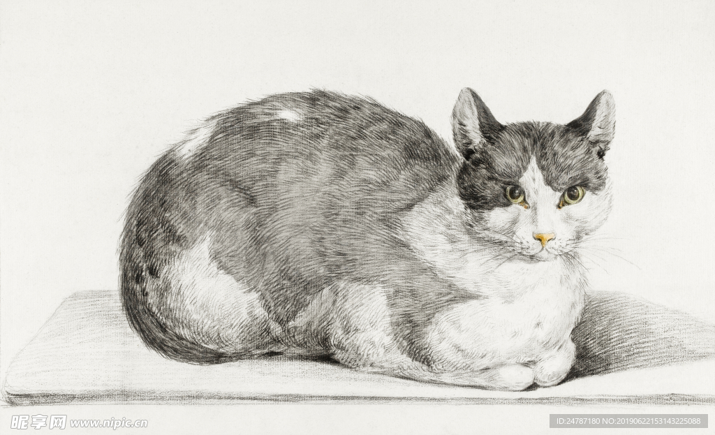 猫素描