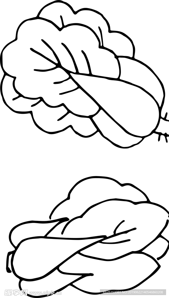 白菜