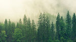 护眼背景 绿色护眼 绿色背景