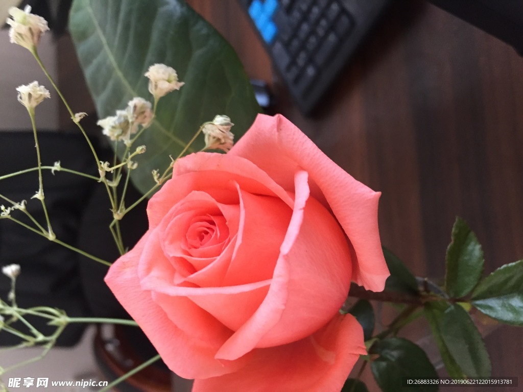 玫瑰花