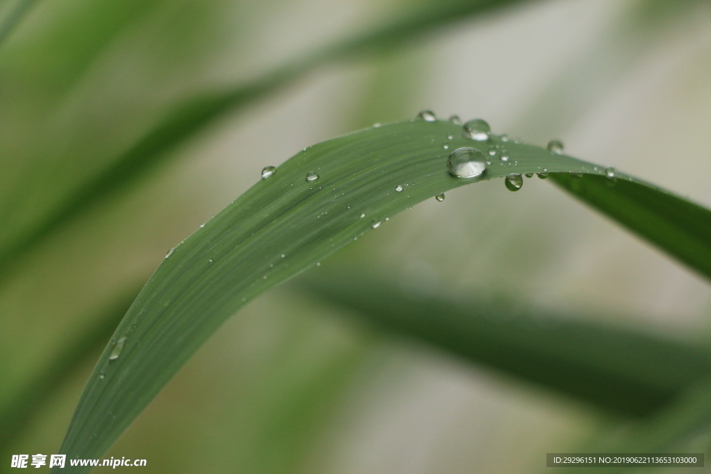 柠檬草雨珠