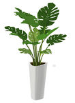 植物插画