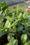 茶叶