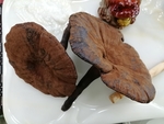 灵芝