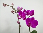 兰花